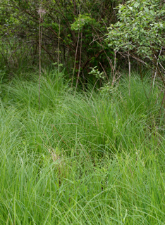 tussock sedge